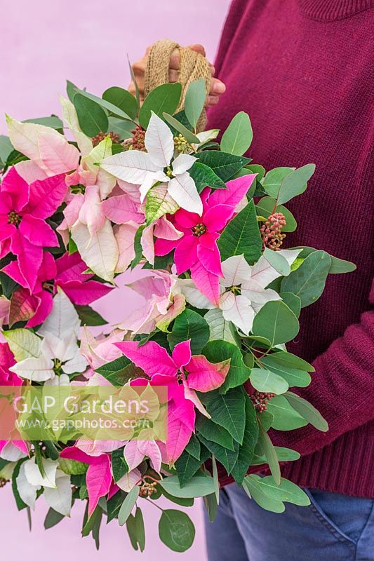 Woman holding Poinsettia wreath in pastel colours - small flowered Prinsettias. 