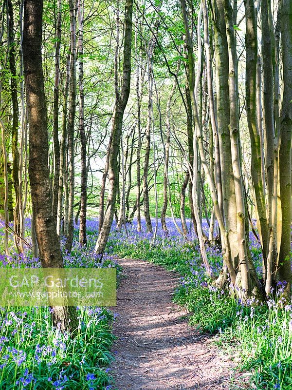 Path through Bluebell wood in Spring