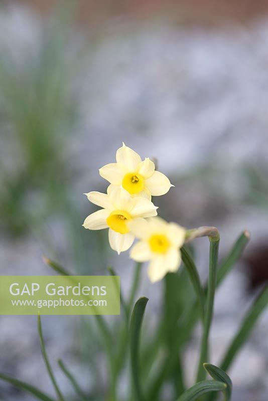 Narcissus 'Minnow' - Daffodil 'Minnow'