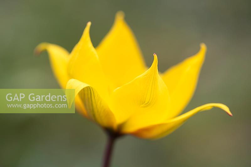 Tulipa sylvestris - Wild Tulip 