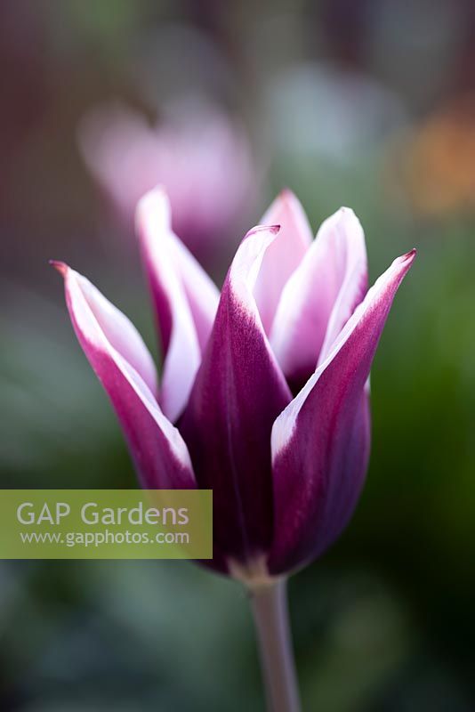 Tulipa 'Arabian Mystery' - Tulip 'Arabian Mystery' in April.