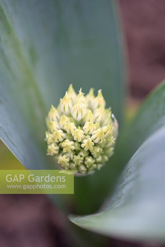 Allium karativiense 'Ivory Queen'