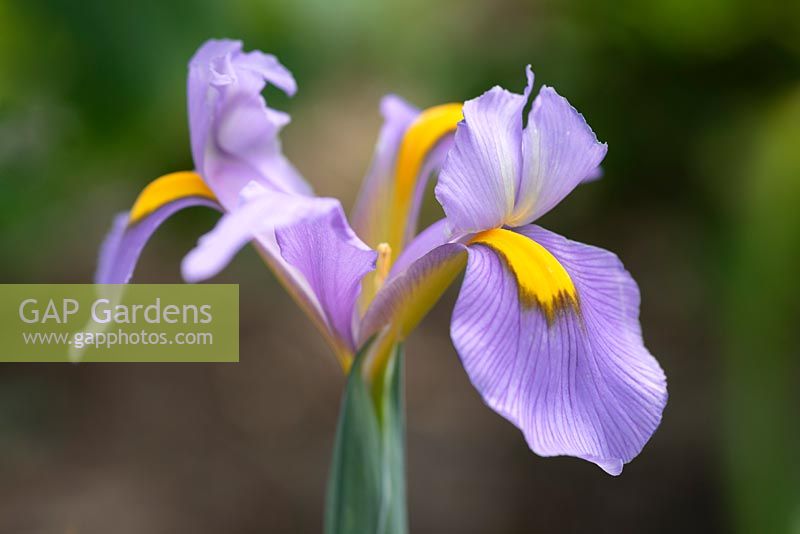 Iris hollandica 'Pink Panther'