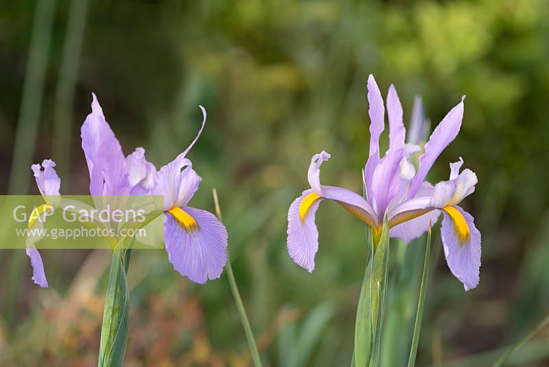 Iris hollandica 'Pink Panther'