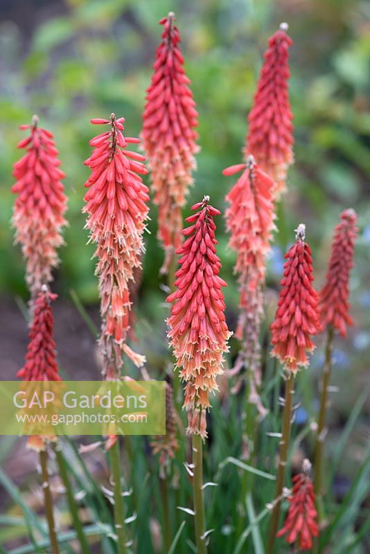 Kniphofia 'Redhot Popsicle' - Red-Hot-Poker