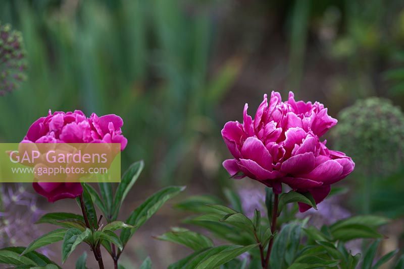 Paeonia lactiflora 'Karl Rosenfield' - Peony 'Karl Rosenfield' 