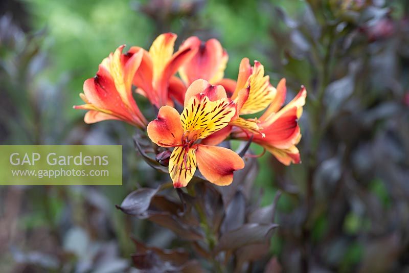 Alstroemeria 'Indian Summer' - Peruvian Lily 'Indian Summer'