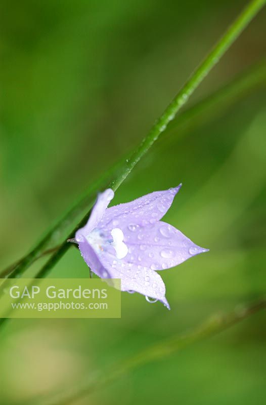 Wahlenbergia grandiflora - Drakensberg bellflower 