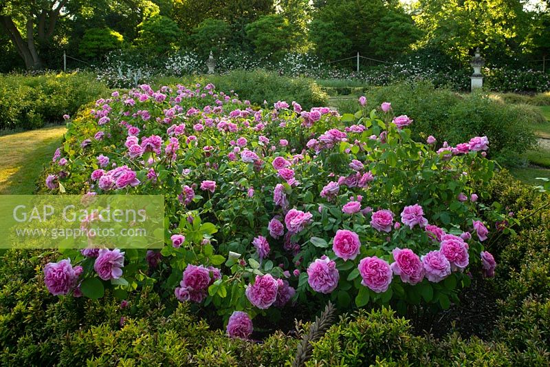 Bed of Rosa 'Jacques Cartier' in Chiswick House Gardens
