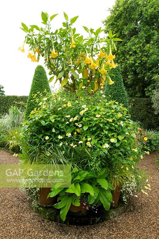 An elaborate display of Brugmansia x candida 'Grand Marnier' and Argyranthemum frutescens 'Butteryfly' in containers at the entrance to East Ruston Old Vicarage, Norfolk, UK
