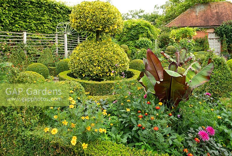 Topiary balls of Ilex x altaclerensis 'Golden King' surrounded by Canna indica, Dahlias and Tagetes in the Dutch Garden at East Ruston Old Vicarage