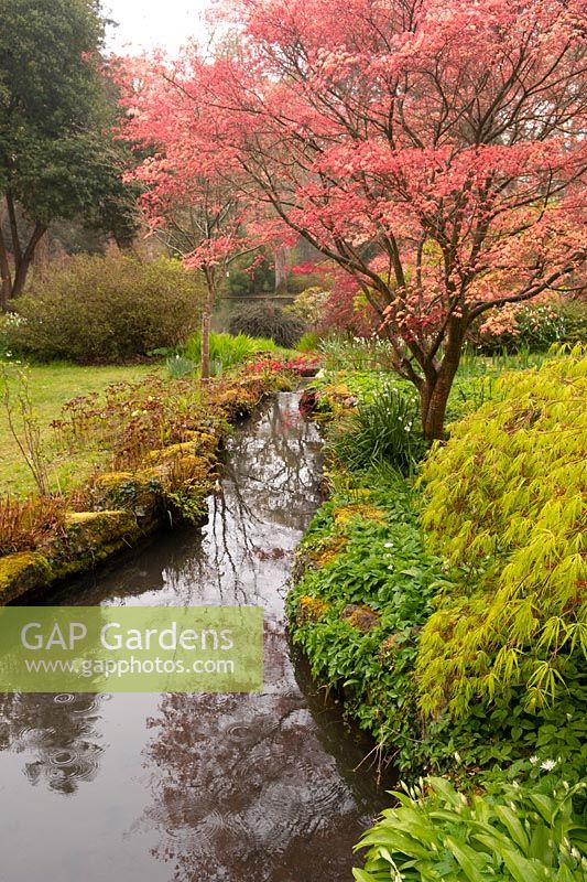 Acer palmatum Corallinum beside a stream in Exbury Gardens in early spring