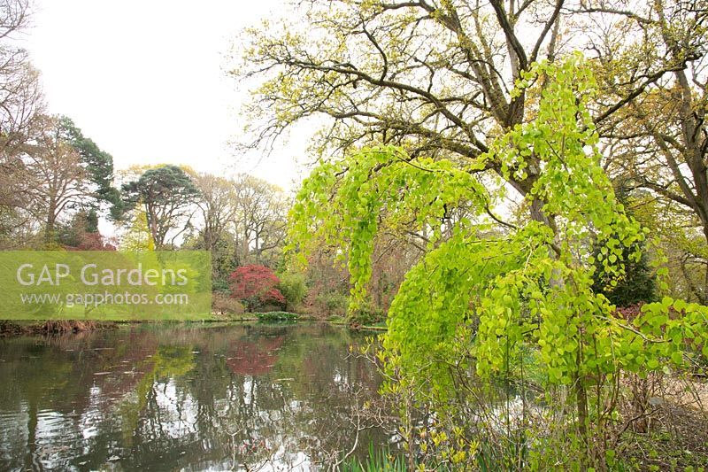 Cercidiphylium japonicum 'Pendulum' next to a lake in Exbury Gardens, Exbury, Hampshire, UK