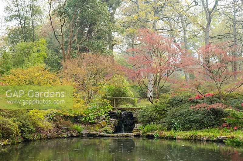 Acers and Azaleas around a waterfall and pond in Exbury Gardens, Hampshire, UK