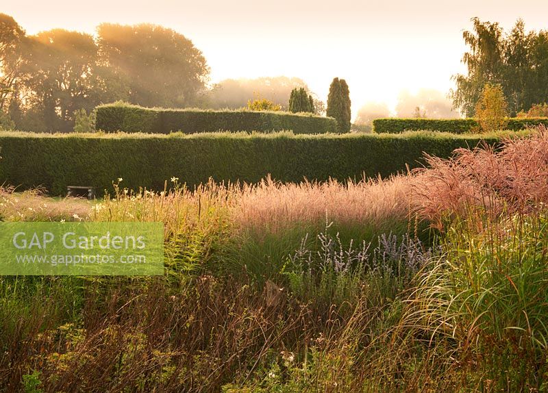 Yew hedge and ornamental grasses during a misty September sunrise at Waterperry Gardens, Waterperry, Wheatley, Oxfordshire, UK. 