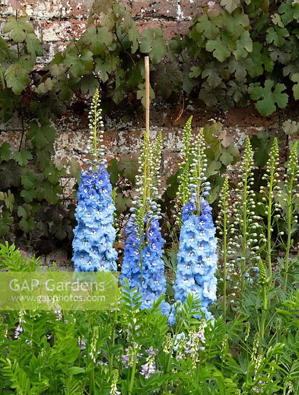 A light blue Delphinium in the herbaceous border at Waterperry Gardens