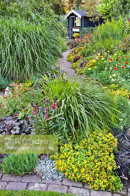 Mixed borders with ornamental grasses, perennials and flowers, with shed in the background. 
