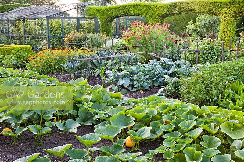 Large kitchen garden with pumpkins, marigolds, kale, broccoli, celery and a large fruit cage in background.