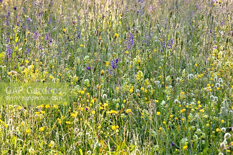 Wild flower meadow with Ranunculus acris - buttercup, Salvia pratensis - meadow clary, Tragopogon pratensis - goats bear, Rhinanthus glacialis - yellow rattle, Trifolium montanum - mountain clover and grasses.
