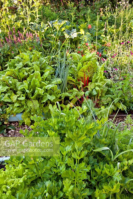 Raised beds planted with mixed herbs and vegetables in kitchen garden