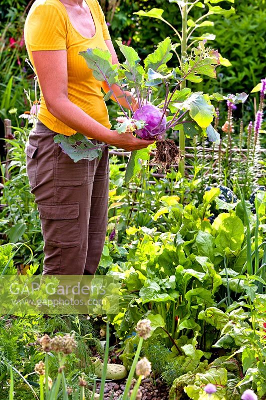 Woman with a freshly picked purple kohlrabi - Brassica oleracea var. gongylodes