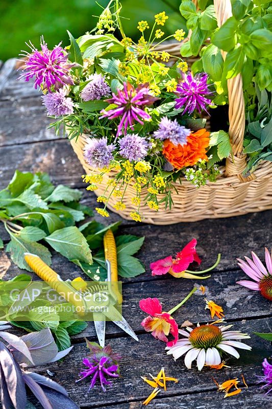 Basket of picked herbs - coneflower, sage, monarda, basil, fennel, chives, marigold and nasturtium.