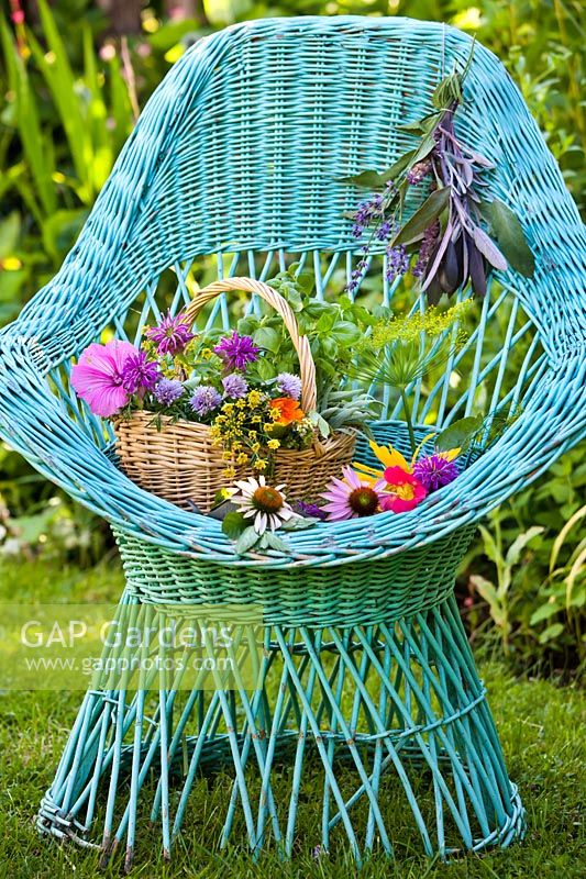 Picked herbs in a basket displayed in an armchair - coneflower, monarda, basil, fennel, chives, rose mallow, purple sage, marigold, sage, lavender and nasturtium.