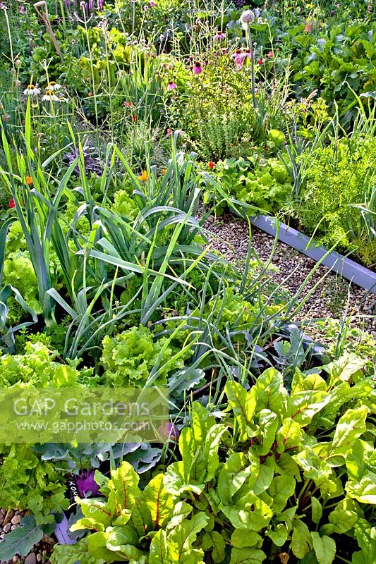 Vegetable bed with swiss chard, purple kohlrabi, onion, lettuce, parsley, leek and herbs.