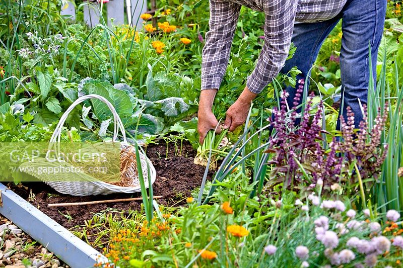 Man harvesting celery in mixed bed with cabbages, borage, leek, basil, marigolds. chives and flowers at the edges.