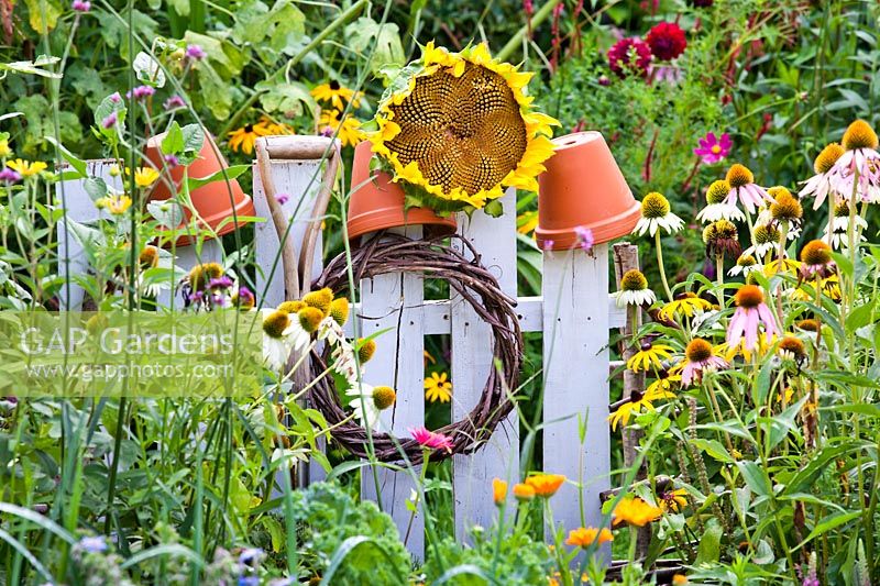 Sunflower on a fence as a decoration and bird attraction amongst mixed planting of flowers and vegetables in vegetable border