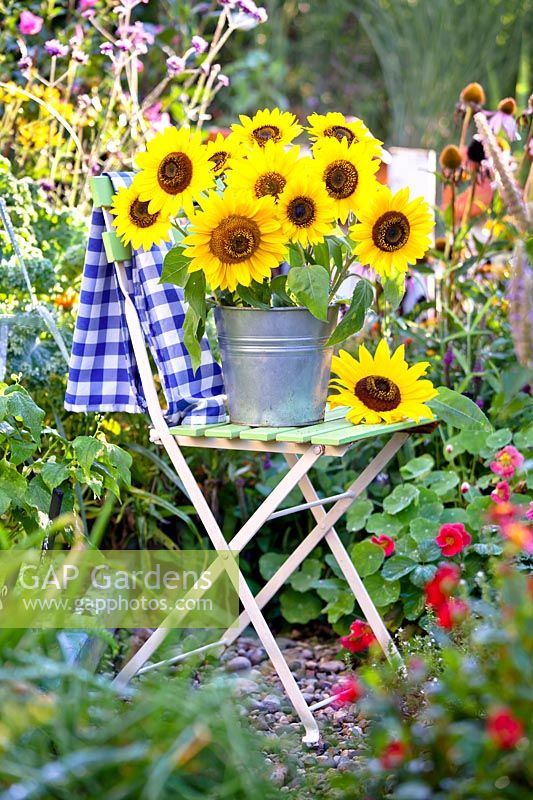 Sunflowers in metal bucket on garden chair