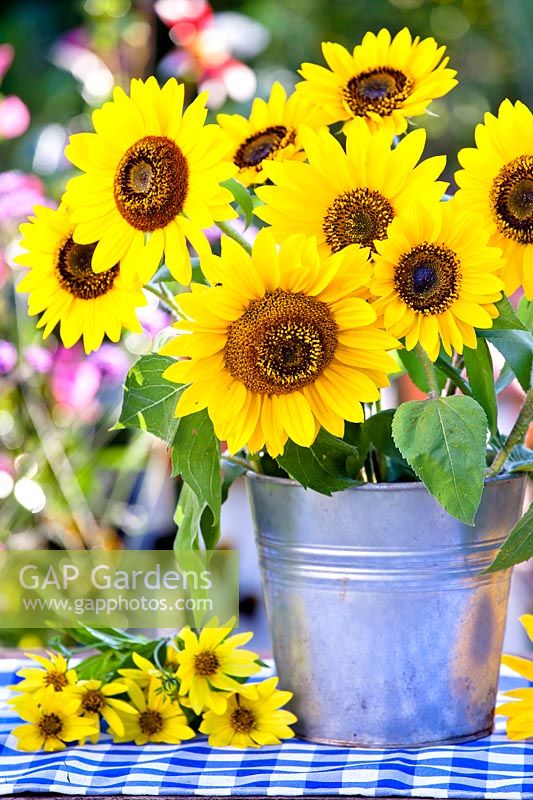 Sunflower bouquet in a metal bucket.