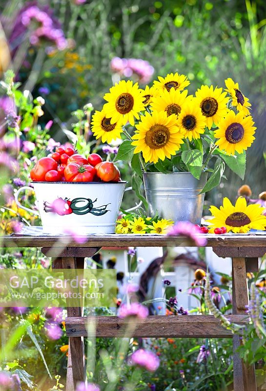 Colander of freshly picked tomatoes and sunflower bouquet in a bucket.