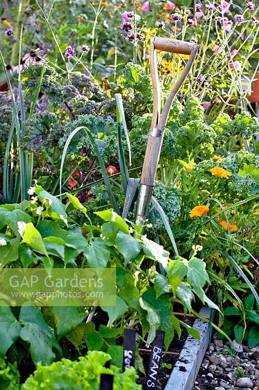 Vegetable bed with Lactuca sativa, Phaseolus 'Berggold', Brassica oleracea var. acephala, Calndula officinalis, Allium porrum and garden fork.