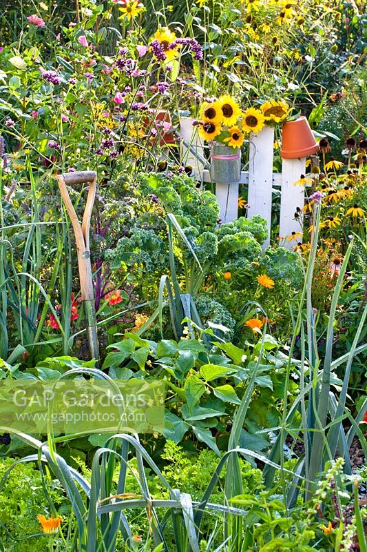 Mixed flower and vegetable beds with a bunch of sunflowers in a watering can hanging on a white gate.