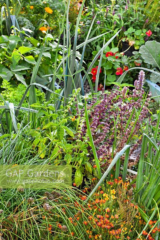 Companion planting in vegetable bed 