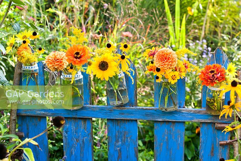 Cut flowers: Tagetes, Dahlia, Zinnia, Helianthus - Sunflower, Solidago and Rudbeckia, in row of glass jars hung from fence