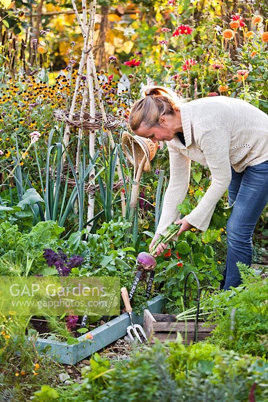 Woman harvesting turnip.