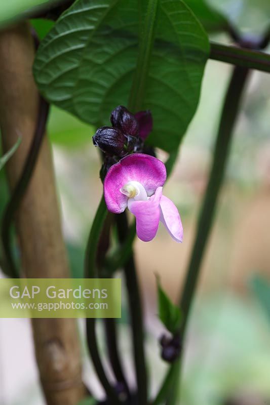 Phaseolus vulgaris 'Purple King' - Climbing French Bean 'Purple King'