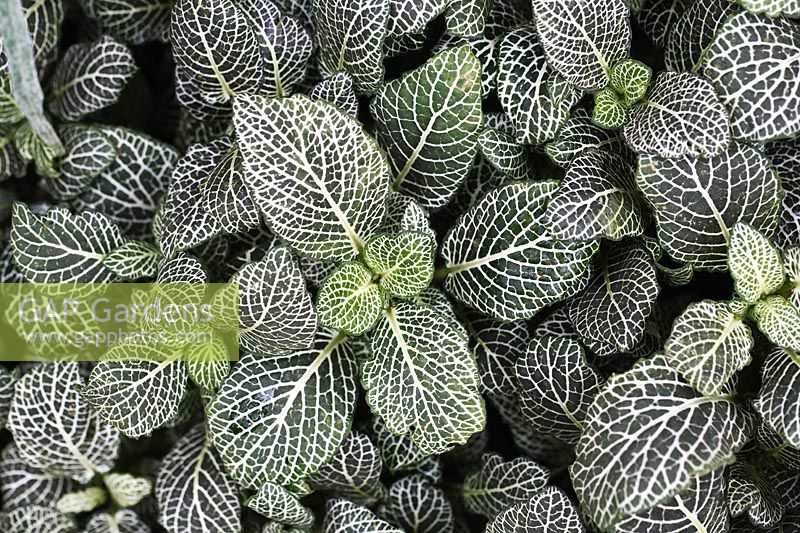 Fittonia albivenis  - Nerve plant