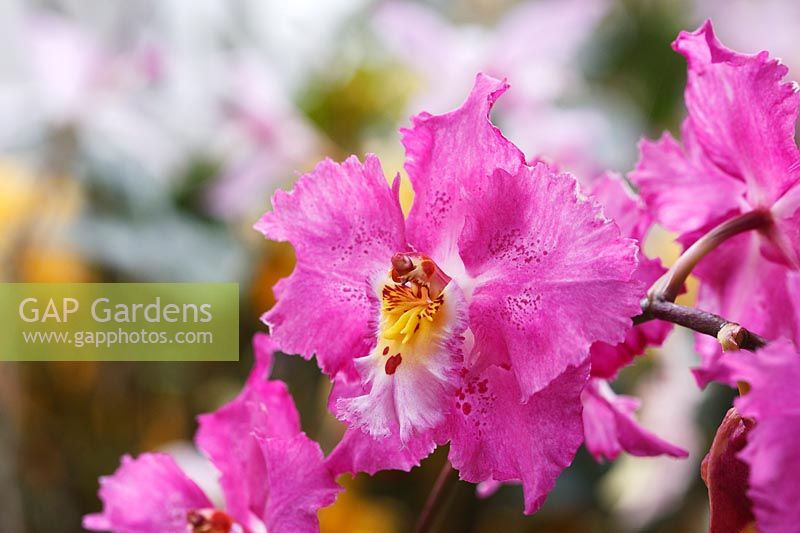 x Odontioda hybrid - Orchid
