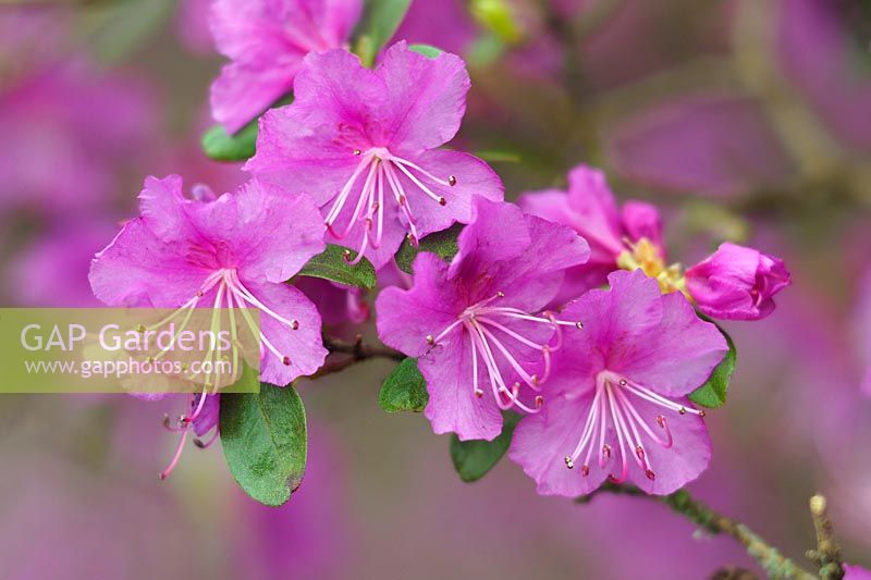 Rhododendron dauricum 'Mid-winter' - Rhododendron 'Mid-winter'