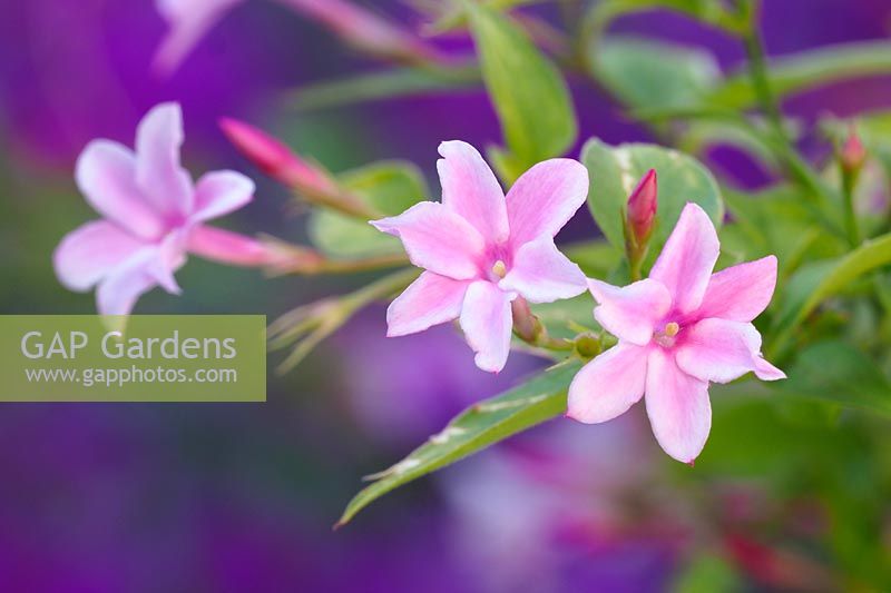 Jasminum x stephanense - Pink jasmine
