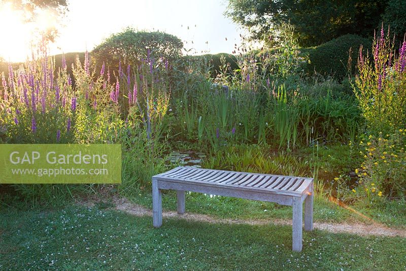 Wooden bench in wild area alongside pond with grasses and Lythrum loosestrife