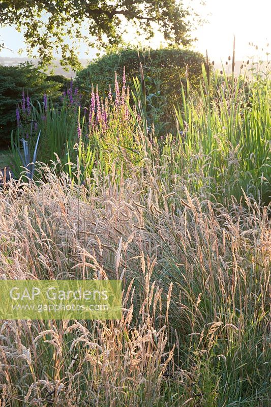 Grasses and Lythrum loosestrife