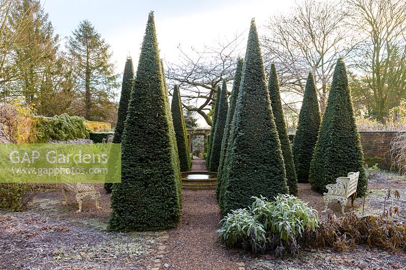 Clipped yew pyramids 'Taxus baccata' in The Well Garden on a frosty December morning. Other planting includes: Stachys byzantia and Cordylines