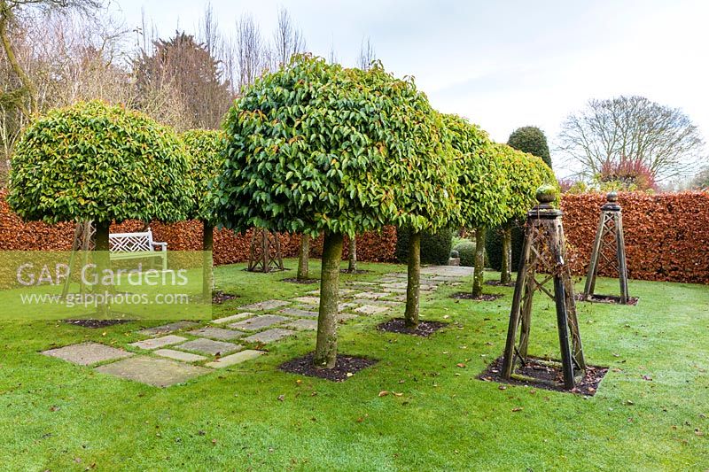 The Old Garden at Wollerton Old Hall Garden, Shropshire - Planting includes: clipped Portuguese Laurels 'Prunus lusitanica' bordered by a beech hedge 'Fagus'