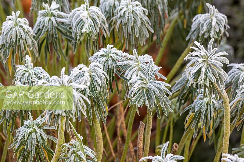 Frosted Euphorbia 