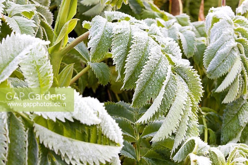 Frosted leaves of Melianthus major 
