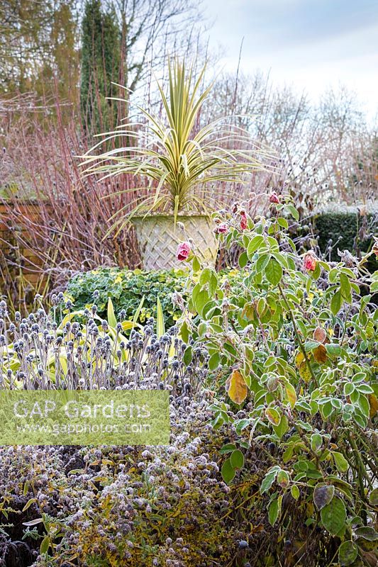 The Lanhydrock Garden at Wollerton Old Hall Garden, Shropshire - Planting includes:  Rosa 'Frensham' and Cordyline Australis Variegata.